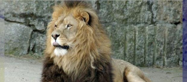 fotografía de un león reposando fotografía de un león reposando