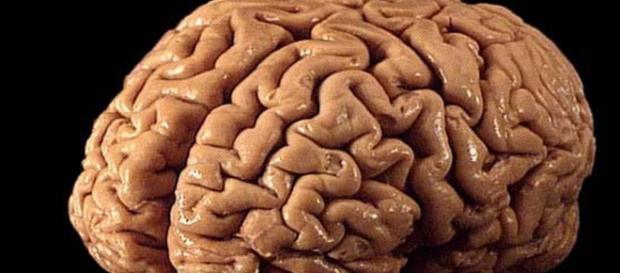 Un circuito cerebral posible origen del lenguaje Un circuito cerebral posible origen del lenguaje