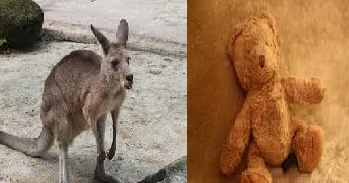 Un cangurito abrazando un peluche se hace viral