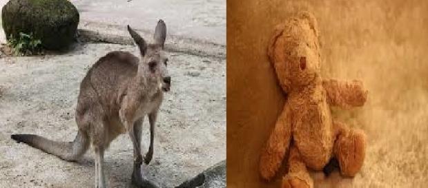 ¿qué paso entre este cangurito y el osito? ¿qué paso entre este cangurito y el osito?