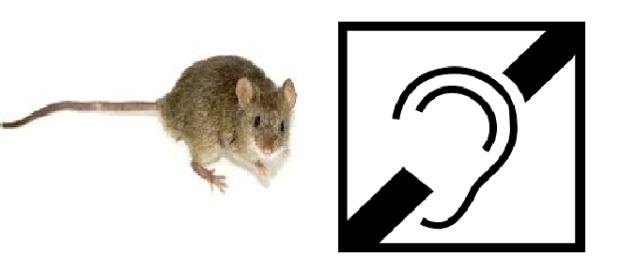 Se logró restituir audición en ratones con sordera Se logró restituir audición en ratones con sordera