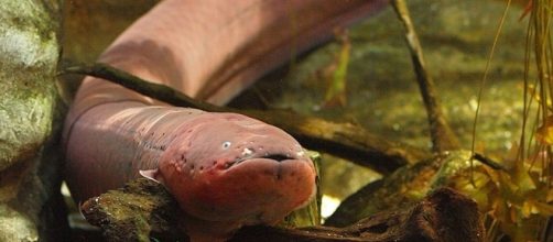Peixe elétrico capaz dá choque de alta voltagem
