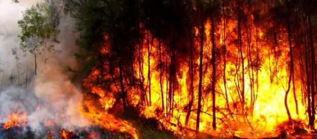 PJ deteve mais 2 suspeitos de incêndios florestais PJ deteve mais 2 suspeitos de incêndios florestais