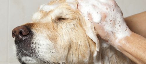 Importante lavare il cane con shampoo antipulci