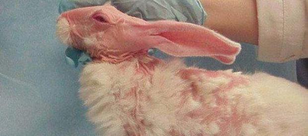Animales usados en pruebas de cosméticos Animales usados en pruebas de cosméticos