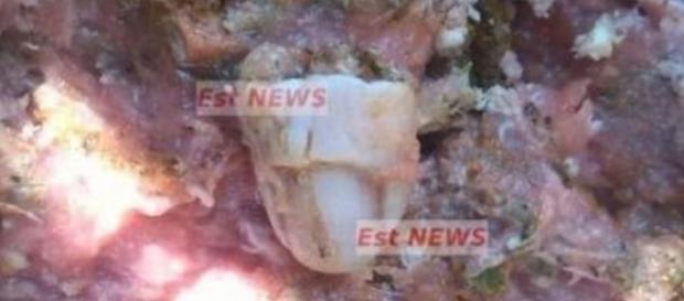 Cum aţi reacţiona dacă aţi găsi asta în mâncare? Cum aţi reacţiona dacă aţi găsi asta în mâncare?