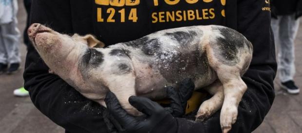 Droits des animaux - opinion - Droits des animaux - opinion -