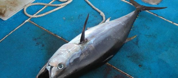 "Petit" thon rouge de 45 kg pris en Méditerranée "Petit" thon rouge de 45 kg pris en Méditerranée