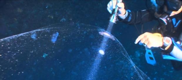 Il misterioso blob trovato nel Mediterraneo Il misterioso blob trovato nel Mediterraneo
