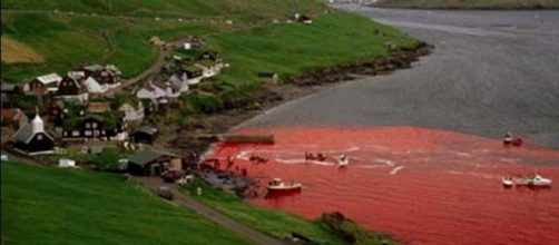 Far Oer: ogni anno vengono uccise 800 balene