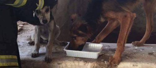 I due cani salvati dai Vigili del Fuoco di Noto