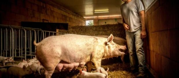 Crise porcine - les partis politiques Crise porcine - les partis politiques