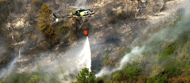 Incêndios têm destruído vasta área de floresta Incêndios têm destruído vasta área de floresta
