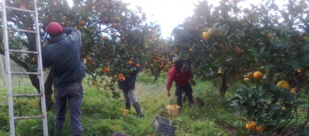Un româm a murit în Italia, în agricultură Un româm a murit în Italia, în agricultură