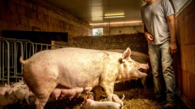 Crise porcine - les partis politiques