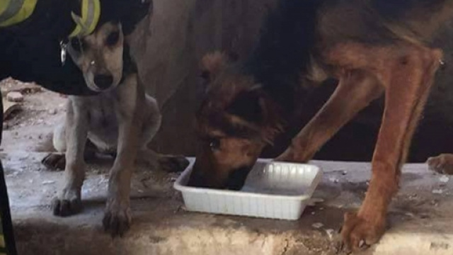 I due cani salvati dai Vigili del Fuoco di Noto