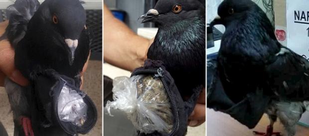 Narcopigeon, la paloma traficante de drogas Narcopigeon, la paloma traficante de drogas