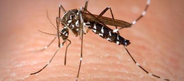 Firenze, allerta per un caso di dengue Firenze, allerta per un caso di dengue