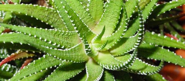 Aloe Vera e seus benefícios para o corpo. Aloe Vera e seus benefícios para o corpo.