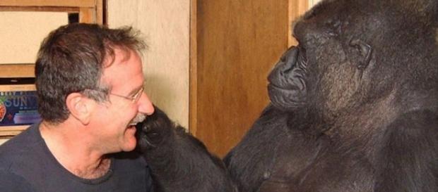 Koko, el gorila más famoso de Estados Unidos Koko, el gorila más famoso de Estados Unidos