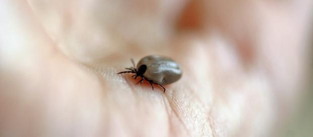Punta da una zecca, perde gambe e braccia Punta da una zecca, perde gambe e braccia