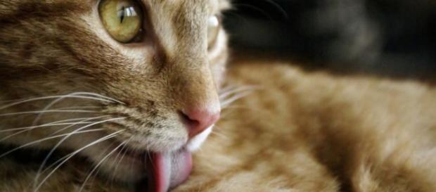 Toxoplasmosis, enfermedad transmitida por gatos. Toxoplasmosis, enfermedad transmitida por gatos.