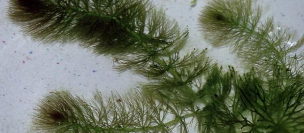 A Ceratophyllum é semelhante à Montsechia vidalii A Ceratophyllum é semelhante à Montsechia vidalii