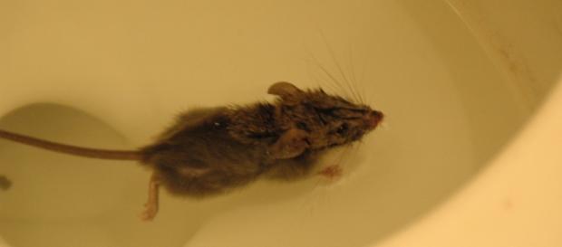 Como um rato pode sair de dentro da sua sanita Como um rato pode sair de dentro da sua sanita