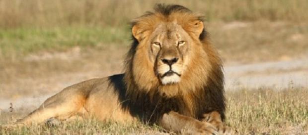Jericó se habría encargado de la manada de Cecil Jericó se habría encargado de la manada de Cecil