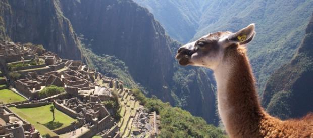 Una llama en Machucpichu, Perú. Una llama en Machucpichu, Perú.