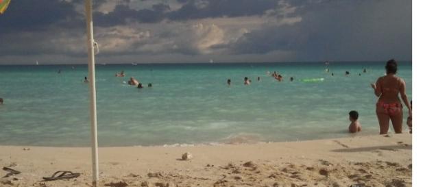 In alcuni luoghi è stata avvistata l'alga tossica In alcuni luoghi è stata avvistata l'alga tossica