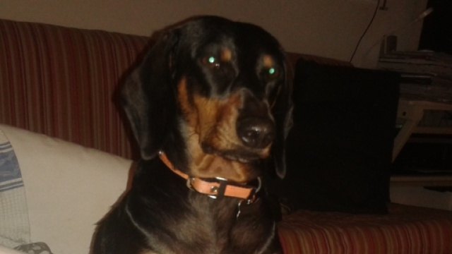 con gli occhi sanno far vedere la loro anima