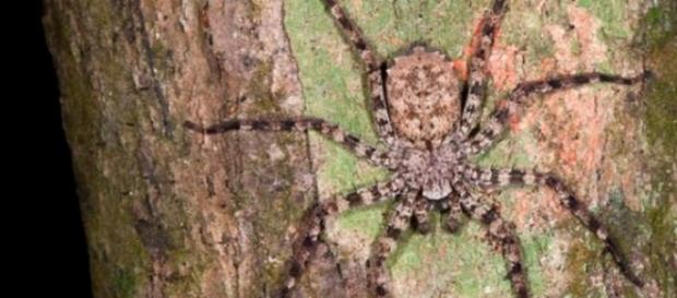 Aranha do gênero Senelops é capaz de voar Aranha do gênero Senelops é capaz de voar