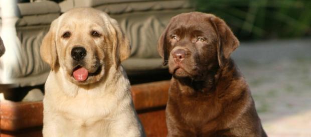 Leilão de animais acontecerá no dia 10 Leilão de animais acontecerá no dia 10
