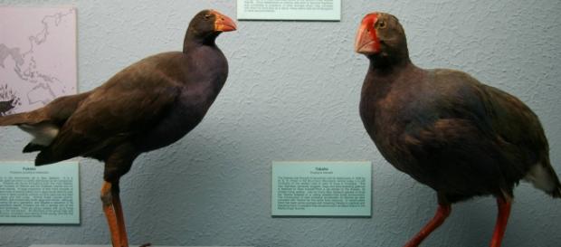 Na foto estão, respectivamente, Pukeko e Takahe Na foto estão, respectivamente, Pukeko e Takahe