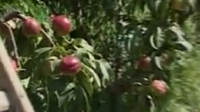 Raccota di pesche nelle campagne