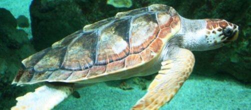 TartaDay: tartaruga marina Caretta Caretta