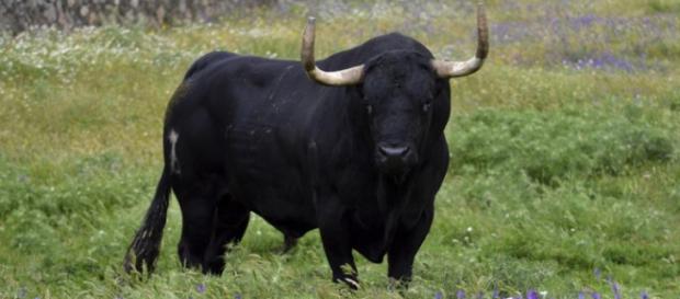 Toro de la Vega, Rompesuelas, la próxima víctima Toro de la Vega, Rompesuelas, la próxima víctima