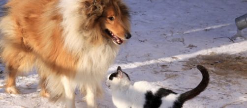 Adotta un cucciolo e ci guadagni in salute