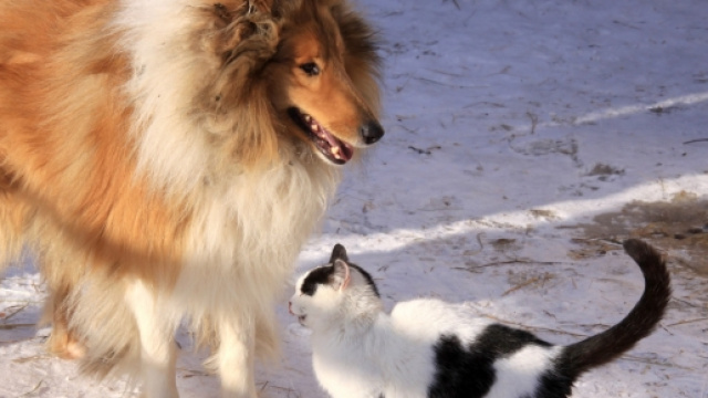 Adotta un cucciolo e ci guadagni in salute