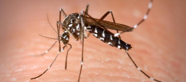 El mosquito tigre transmite el Chikungunya El mosquito tigre transmite el Chikungunya
