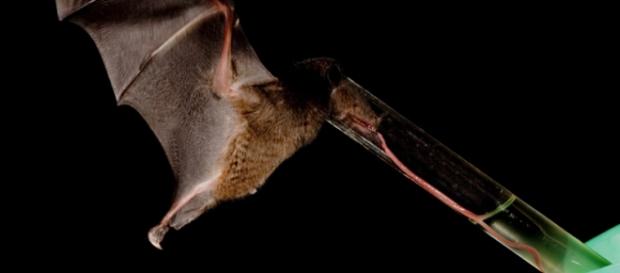 El murciélago con la lengua más larga del mundo El murciélago con la lengua más larga del mundo