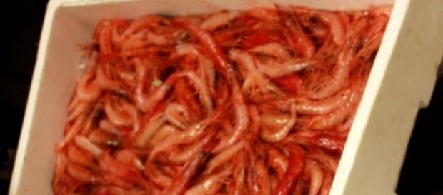 Gamberi rossi (crostacei) appena pescati Gamberi rossi (crostacei) appena pescati