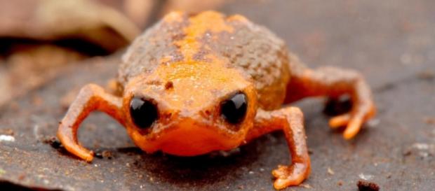 Nueva especie de sapo en Santa Catarina Nueva especie de sapo en Santa Catarina