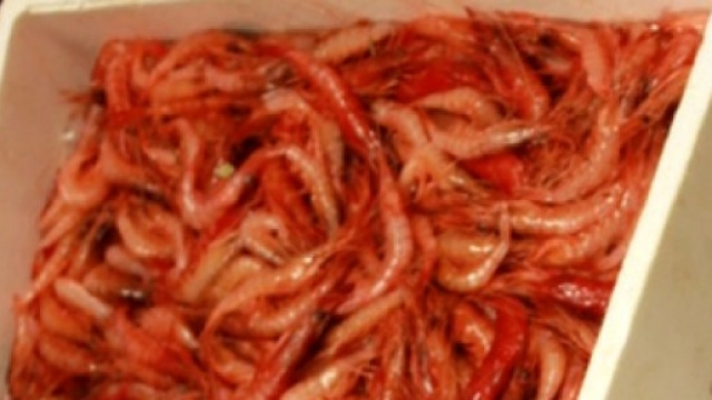 Gamberi rossi (crostacei) appena pescati