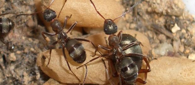 Formica fusca, se automedica para curarse Formica fusca, se automedica para curarse