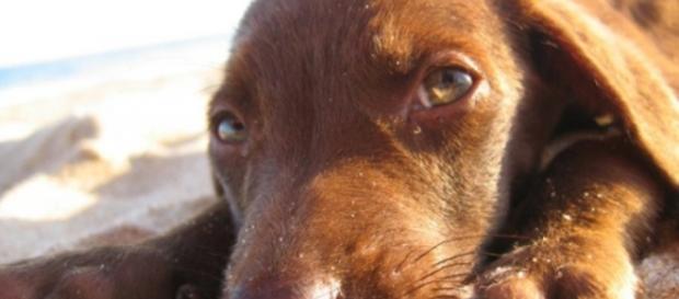 Seu cão está estressado? Que fazer? Seu cão está estressado? Que fazer?