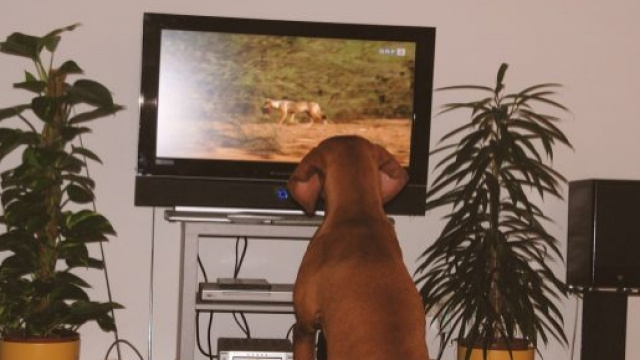 Diretta TV seconda giornata di serie A 2015/16