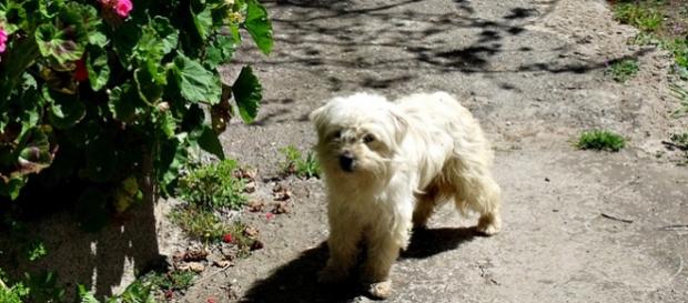 La perra de 10 años encontrada en Francia La perra de 10 años encontrada en Francia