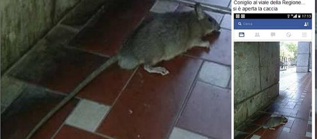 Caltanissetta, ratto visto in viale della Regione Caltanissetta, ratto visto in viale della Regione